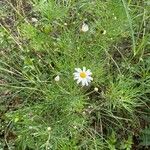 Argyranthemum foeniculaceum ᱥᱟᱠᱟᱢ