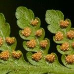 Hypolepis tenuifolia Leaf
