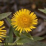 Inula helenioides Flower