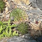 Echinopsis eyriesii Листок