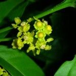 Bunchosia polystachia Flower