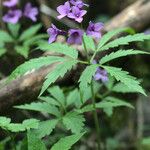 Cardamine pentaphyllos Flor