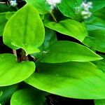 Maianthemum canadense Hoja