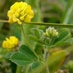 Medicago lupulina Blüte