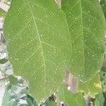 Brugmansia × candida Folio