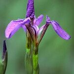 Iris setosa ফুল