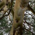 Eucalyptus dalrympleana Kabuk