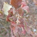 Rhus aromatica Folha