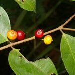 Eugenia oerstediana Fruto