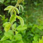 Lespedeza hirta Leaf