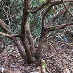 Rhododendron sinogrande Bark