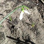 Galanthus elwesiiFlower