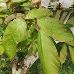 Kigelia africana Yaprak