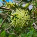 Melaleuca paludicola Flower