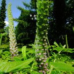 Teucrium hircanicum Flower