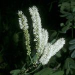 Entada polystachya Flor