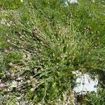 Platycapnos spicata 花