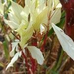 Cornus alba Flower