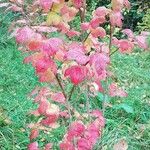 Viburnum acerifolium Blatt