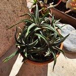 Haworthiopsis attenuataFolha