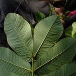 Senna alata Hoja