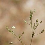 Sabulina mediterranea Arall