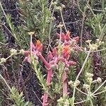 Dudleya lanceolata Цветок