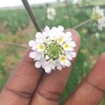 Lantana achyranthifolia Flower