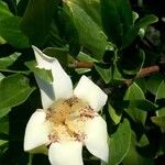 Rothmannia capensis Fleur