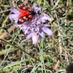 Scabiosa canescens Blüte