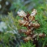 Orobanche alba Fula