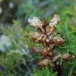 Orobanche alba Blüte