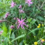 Silene flos-cuculiCvet