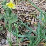 Helianthemum salicifolium Хабит