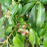 Quercus myrsinifolia Blatt