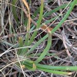 Bulbine frutescens Feuille