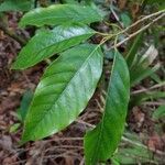 Minquartia guianensis Fuelha