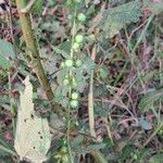 Triumfetta semitriloba Fruto