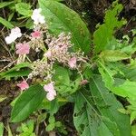 Hydrangea peruviana Tervik taim