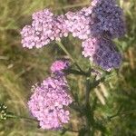 Achillea millefolium 花