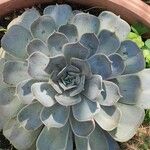 Echeveria lilacina Lapas