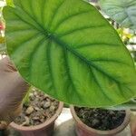 Alocasia clypeolata Hoja