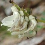 Astragalus australis Frukto