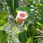 Thespesia populnea Flower