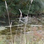 Calamagrostis pseudophragmites 形态