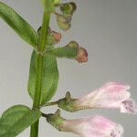 Scutellaria racemosa Flor