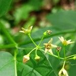 Vincetoxicum scandens