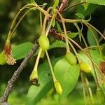 Prunus serrula Fruto