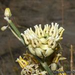 Asclepias subulata Λουλούδι