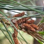 Pinus radiata Flor